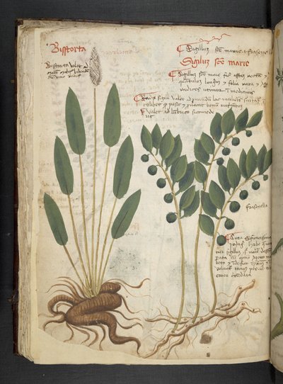 Lisää MS 41623 f.42v 