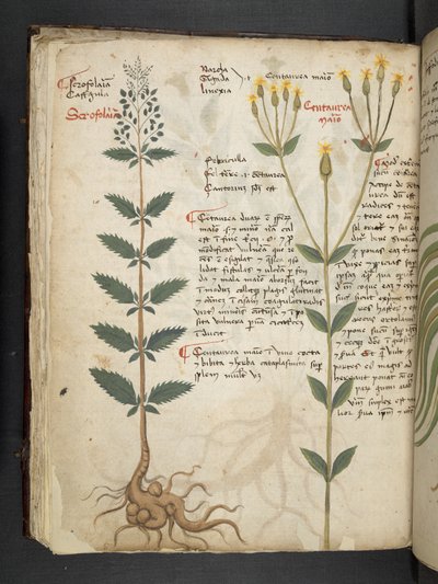 Lisää MS 41623 f.48v 