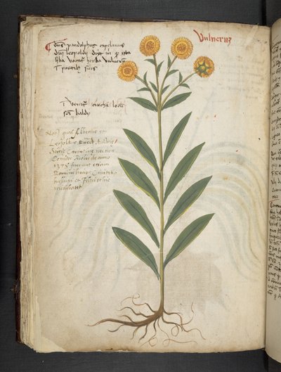 Lisää MS 41623 f.49v 