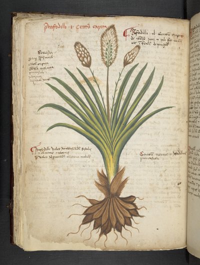 Lisää MS 41623 f.50v 