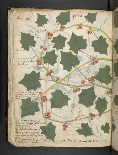 Lisää MS 41623 f.53v 