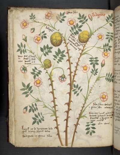 Afegeix MS 41623 f.61v 