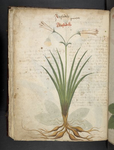 Lisää MS 41623 f.64v 