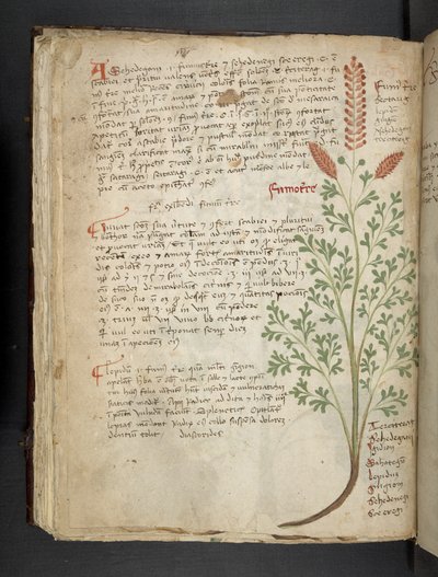 Lisää MS 41623 f.65v 