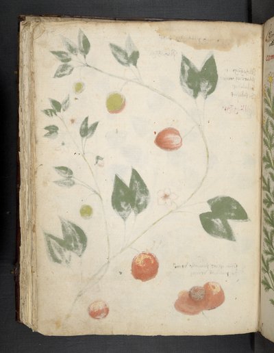 Lisää MS 41623 f.70v 