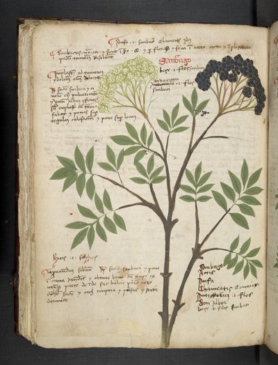 Lisää MS 41623 f.72v 