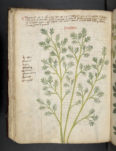 Lisää MS 41623 f.74v 