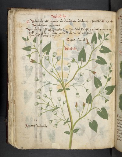Lisää MS 41623 f.75v 