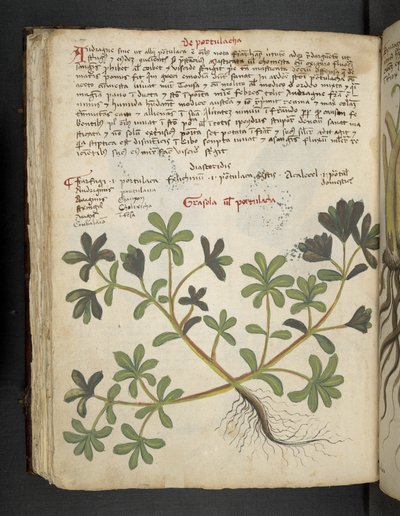 Lisää MS 41623 f.81v De Portulaca, 