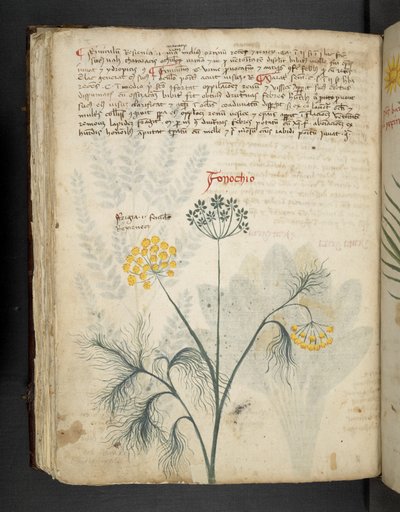 Lisää MS 41623 f.84v Finocchio, 