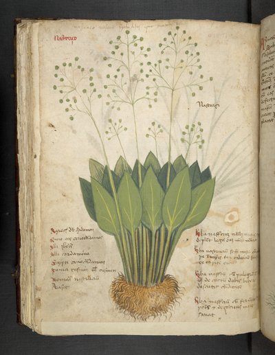 Lisää MS 41623 f.85v 