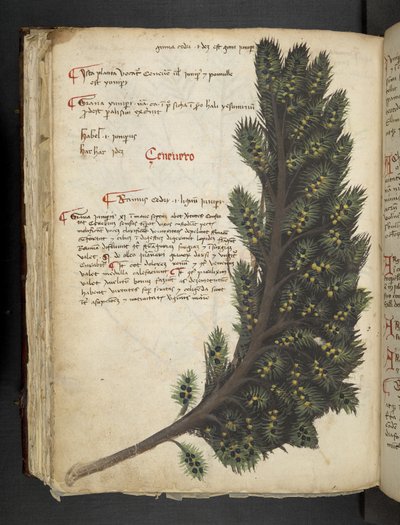 Lisää MS 41623 f.96v 