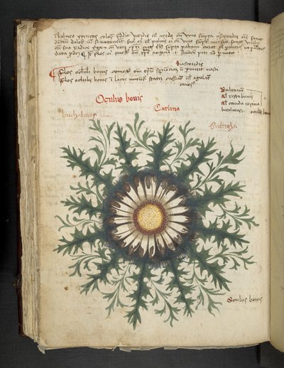 Lisää MS 41623 f.97v Carlina, 