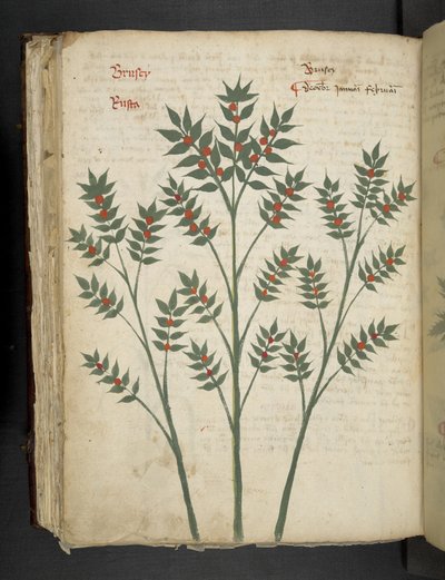 Lisää MS 41623 f.99v 