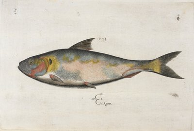 Agone, kuvitus teoksesta "Aquatilium Animalium Historiæ liber primus", kirjoittanut Ippolito Salviani tekijältä Italian School