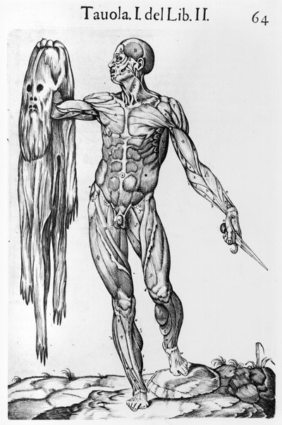 Anatominen tutkimus, levy 64, kuva Anatomia del corpo humanosta, kirjoittanut Juan de Valverde (n. 1525-n. 1587) Rooma, 1560 tekijältä Italian School