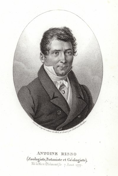 Antoine Risso tekijältä Italian School