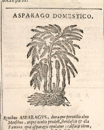 Parsa (Asparagus officinalis), kaiverrus Castore Durante tekijältä Italian School