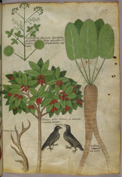 Kasvitieteellinen kuva kasveista ja linnuista, n. 1440 (muste ja väri paperille tekijältä Italian School