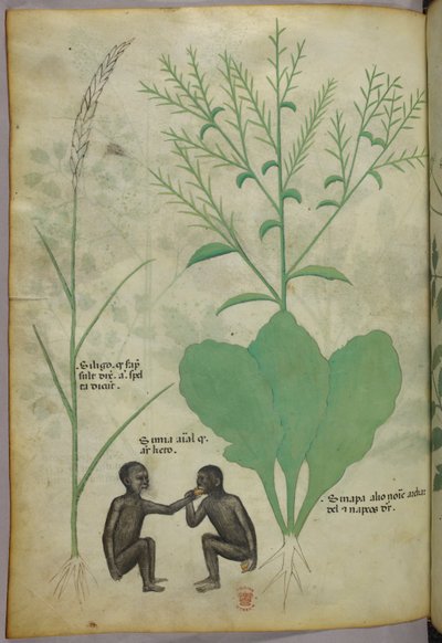 Kasvitieteellinen ja eläinkuvitus kasvista ja kahdesta apinasta, noin 1440 (tussi ja väri pergamentille). tekijältä Italian School