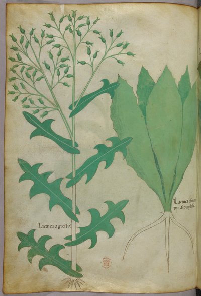 Kasvitieteellinen kuvitus, noin 1440 (tussi ja väri pergamentille). tekijältä Italian School