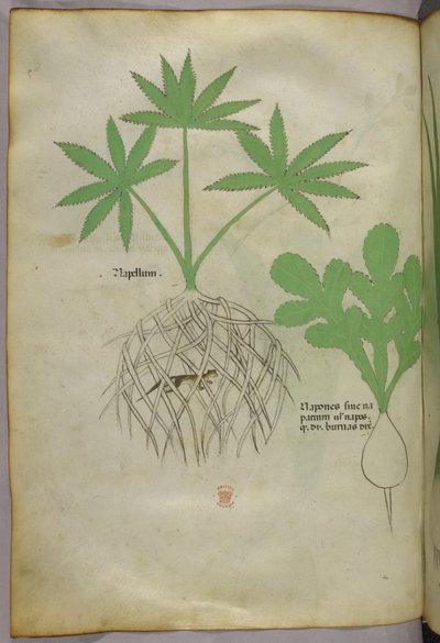 Kasvitieteellinen kuvitus, noin 1440 (tussi ja väri pergamentille). tekijältä Italian School