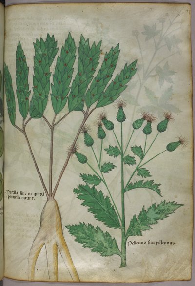 Kasvitieteellinen kuvitus, noin 1440 (tussi ja väri pergamentille). tekijältä Italian School