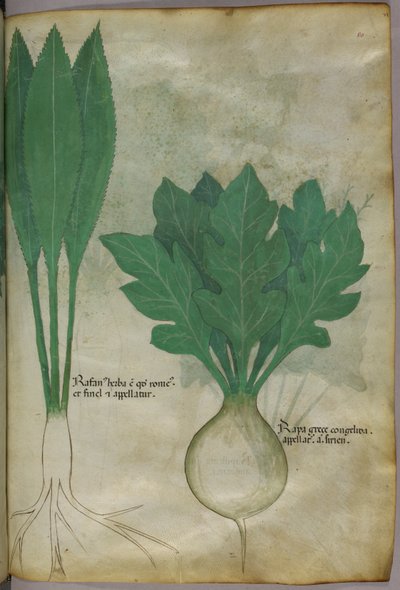 Kasvitieteellinen kuvitus, noin 1440 (tussi ja väri pergamentille). tekijältä Italian School