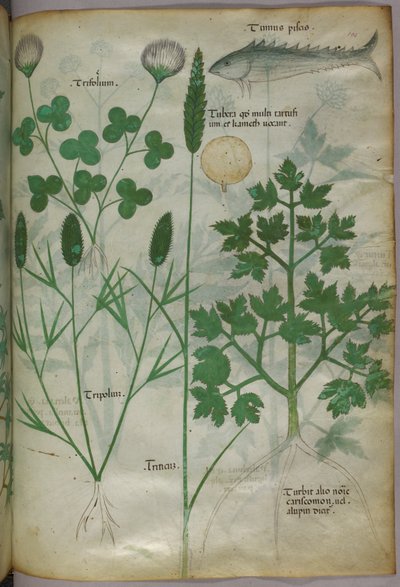 Kasvitieteellinen kuvitus, noin 1440 (tussi ja väri pergamentille). tekijältä Italian School