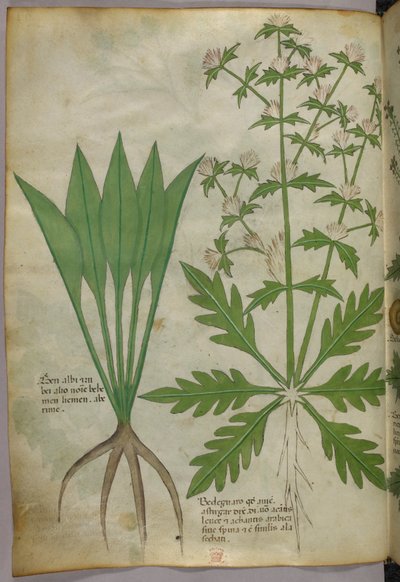 Kasvitieteellinen kuvitus, noin 1440 (tussi ja väri pergamentille). tekijältä Italian School