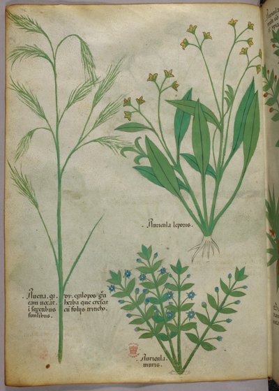 Kasvitieteellinen kuvitus, noin 1440 (tussi ja väri pergamentille). tekijältä Italian School