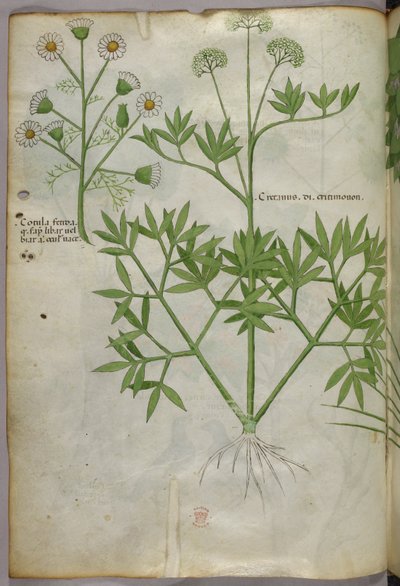 Kasvitieteellinen kuvitus, noin 1440 (tussi ja väri pergamentille). tekijältä Italian School