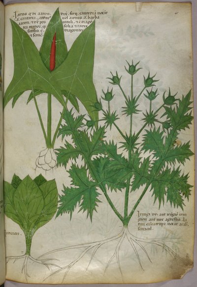 Kasvitieteellinen kuvitus, noin 1440 (tussi ja väri pergamentille). tekijältä Italian School