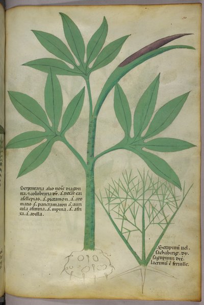 Kasvitieteellinen kuvitus, noin 1440 (tussi ja väri pergamentille). tekijältä Italian School