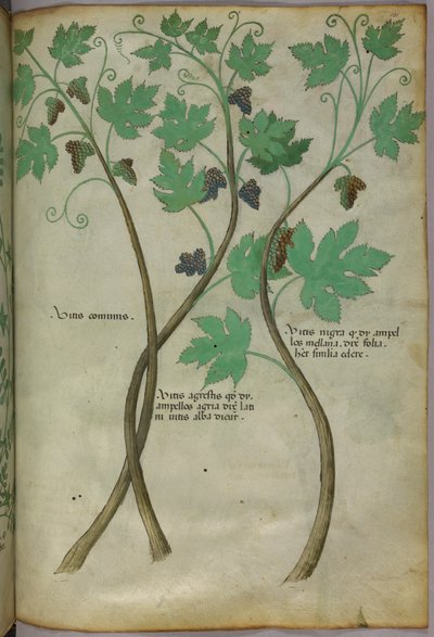 Kasvitieteellinen kuvitus, noin 1440 (tussi ja väri pergamentille). tekijältä Italian School