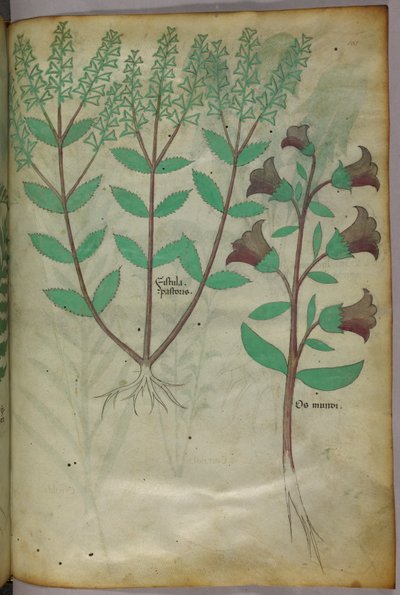 Kasvitieteellinen kuvitus, noin 1440 (tussi ja väri pergamentille). tekijältä Italian School