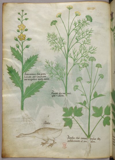 Kasvitieteellinen kuvitus, noin 1440 (tussi ja väri pergamentille). tekijältä Italian School