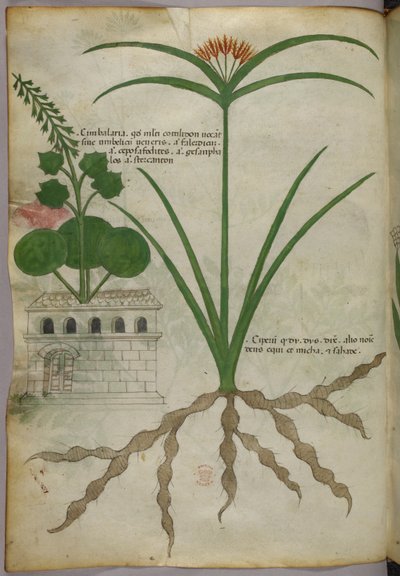 Kasvitieteellinen kuvitus, noin 1440 (tussi ja väri pergamentille). tekijältä Italian School