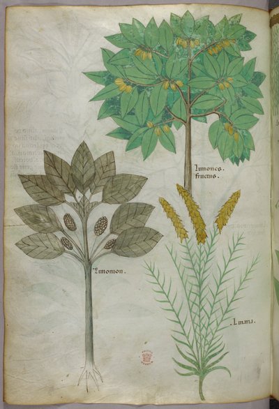 Kasvitieteellinen kuvitus, noin 1440 (tussi ja väri pergamentille). tekijältä Italian School