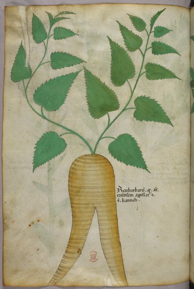 Kasvitieteellinen kuvitus, noin 1440 (tussi ja väri pergamentille). tekijältä Italian School