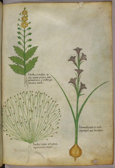 Kasvitieteellinen kuvitus, noin 1440 (tussi ja väri pergamentille). tekijältä Italian School