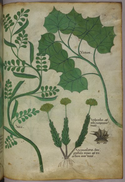 Kasvitieteellinen kuvitus, noin 1440 (tussi ja väri pergamentille). tekijältä Italian School