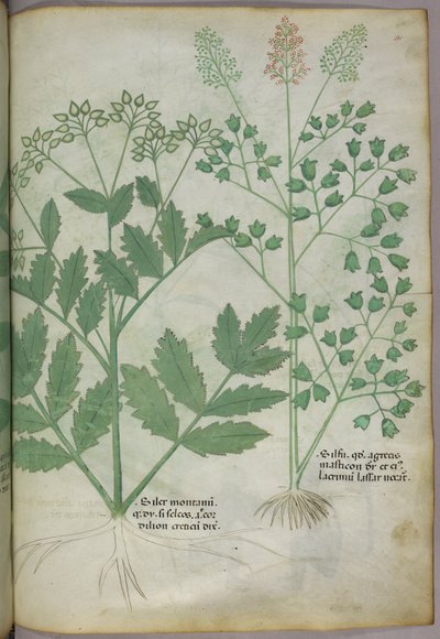 Kasvitieteellinen kuvitus, noin 1440 (tussi ja väri pergamentille). tekijältä Italian School