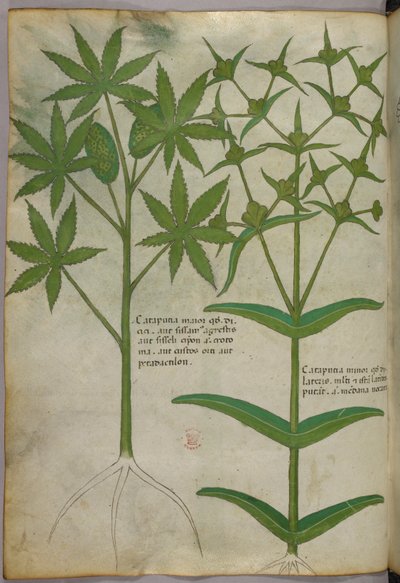 Kasvitieteellinen kuvitus, noin 1440 (tussi ja väri pergamentille). tekijältä Italian School