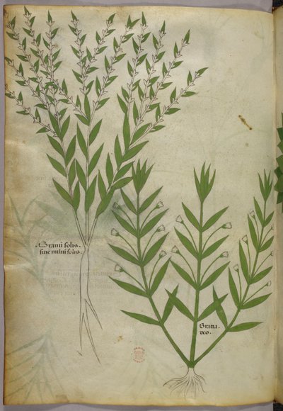 Kasvitieteellinen kuvitus, noin 1440 (tussi ja väri pergamentille). tekijältä Italian School