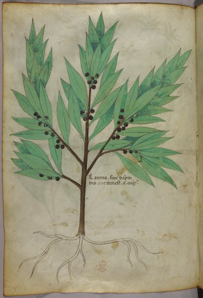 Kasvitieteellinen kuvitus, noin 1440 (tussi ja väri pergamentille). tekijältä Italian School