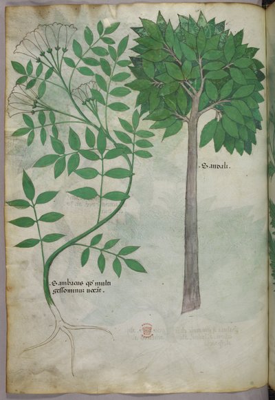 Kasvitieteellinen kuvitus, noin 1440 (tussi ja väri pergamentille). tekijältä Italian School
