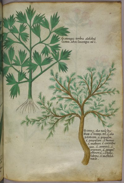 Kasvitieteellinen kuvitus, noin 1440 (tussi ja väri pergamentille). tekijältä Italian School
