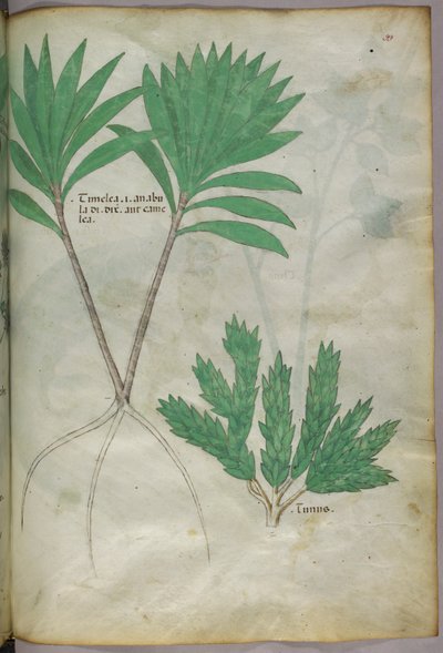Kasvitieteellinen kuvitus, noin 1440 (tussi ja väri pergamentille). tekijältä Italian School