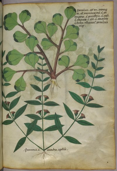 Kasvitieteellinen kuvitus, noin 1440 (tussi ja väri pergamentille). tekijältä Italian School